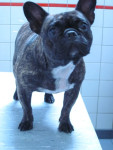 Toos,franse bulldog, 2 jaar,wat een lief hoofd! Ze krijgt acupunctuur om de spieren nog sterker te maken.
